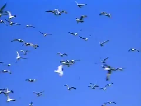 A Flock of Seagulls - The More You Live, the More You Love