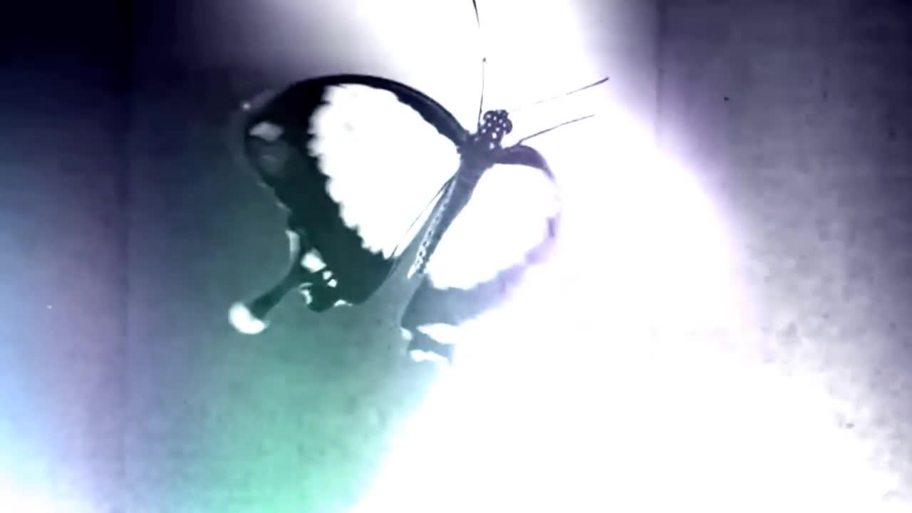 a‐ha - Butterfly, Butterfly (The Last Hurrah)
