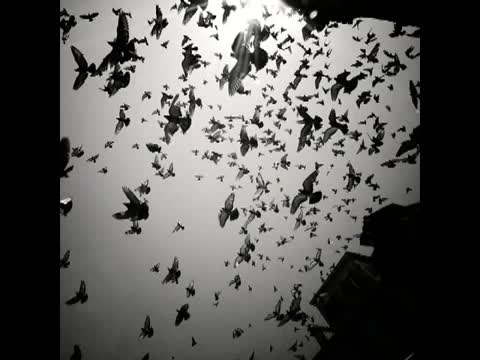 Bahh Tee - Оставаться человеком