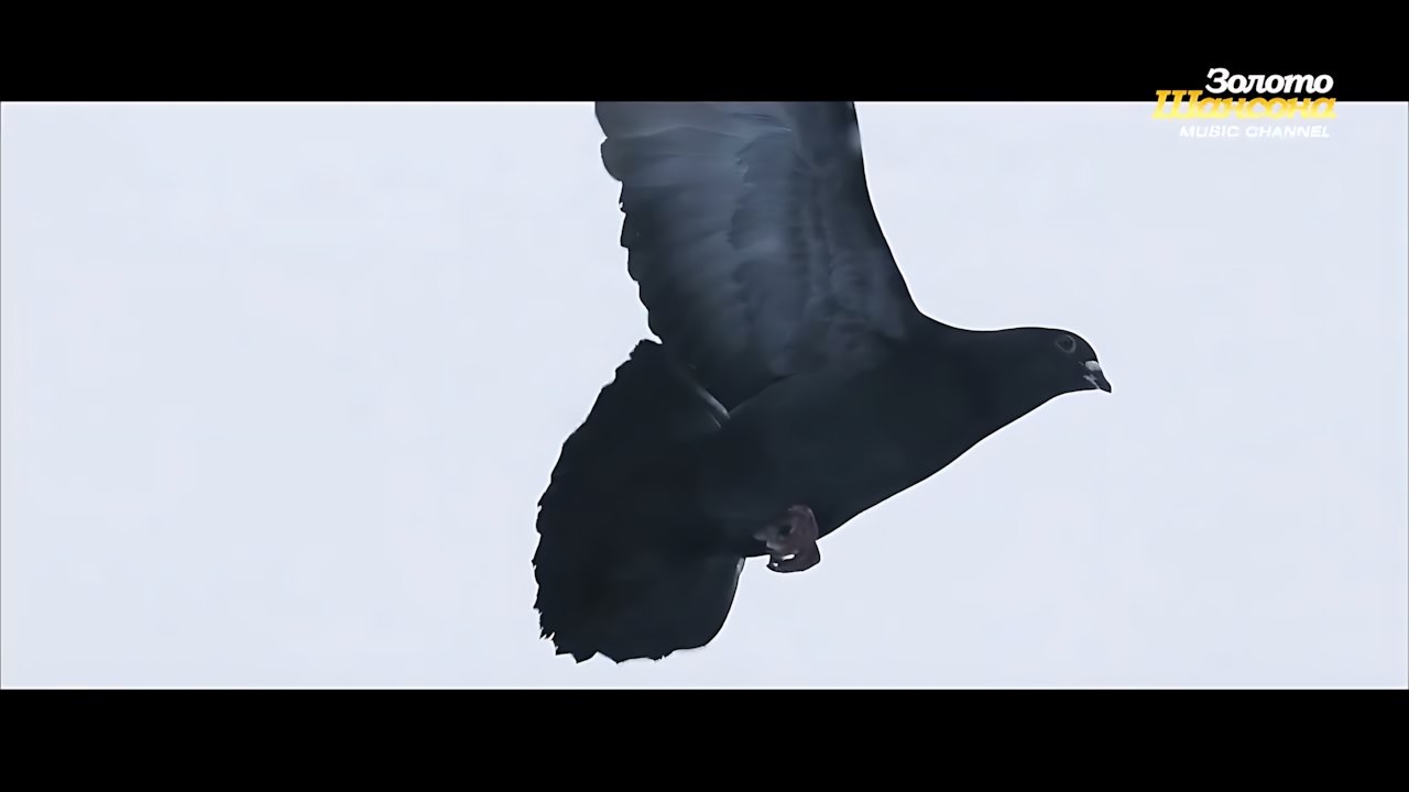 Бутырка - Голубка