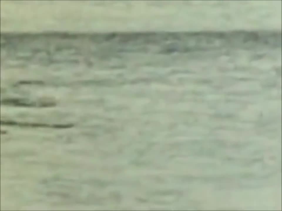 Дубовый Гаайъ - Мишины дельфины
