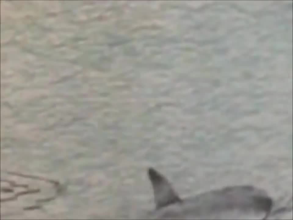 Дубовый Гаайъ - Мишины дельфины