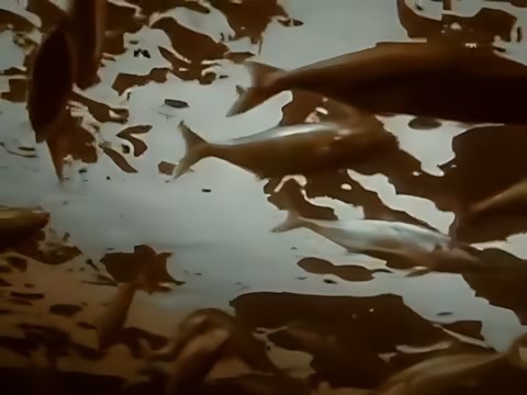 Enigma - Callas Went Away