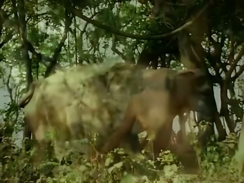 Enigma - The Eyes of Truth