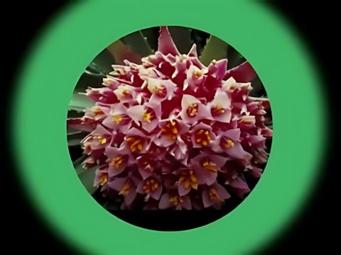 Enigma - Turn Around