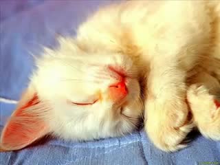 Flëur - Тёплые коты