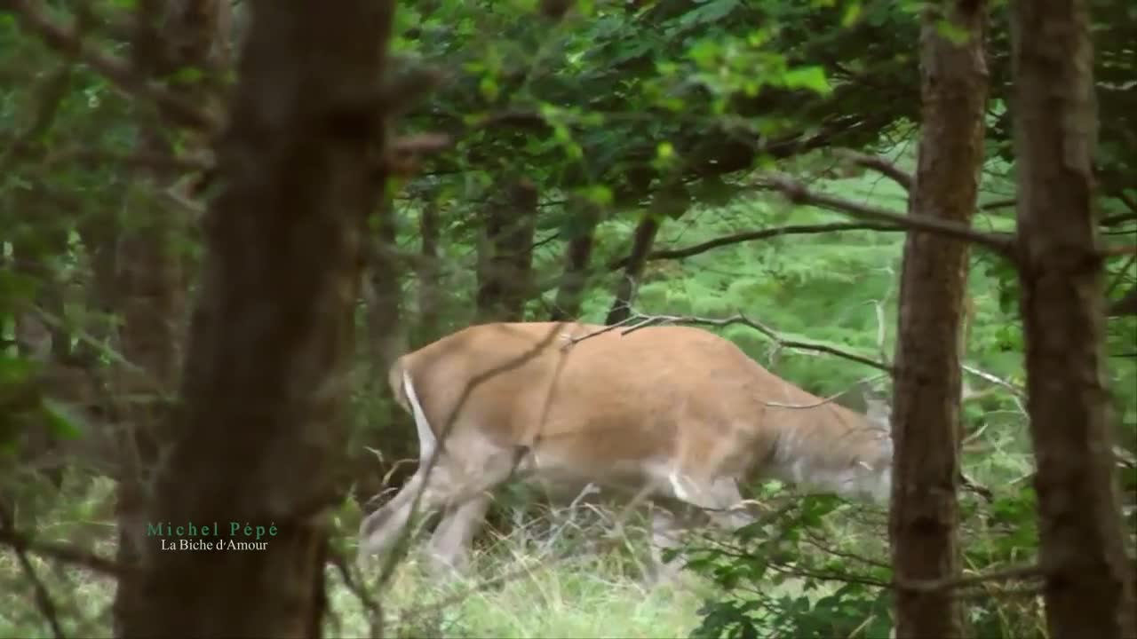 Michel Pépé - La Biche d'Amour