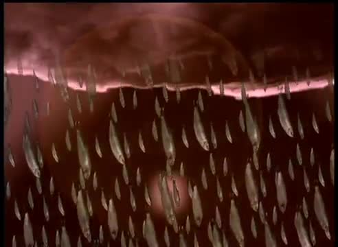 Peter Gabriel - Blood of Eden