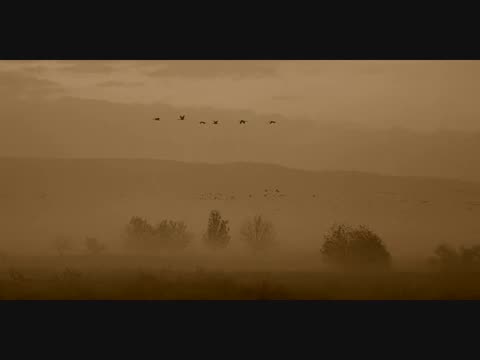 Peter Hammill - The Birds
