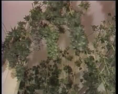Конопля петлюра клипы марихуана статья кодекса