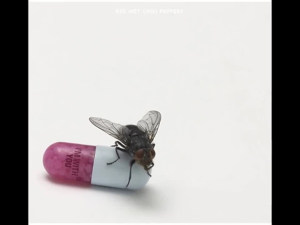 Red Hot Chili Peppers - Did I Let You Know