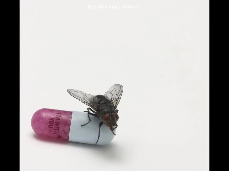 Red Hot Chili Peppers - Did I Let You Know