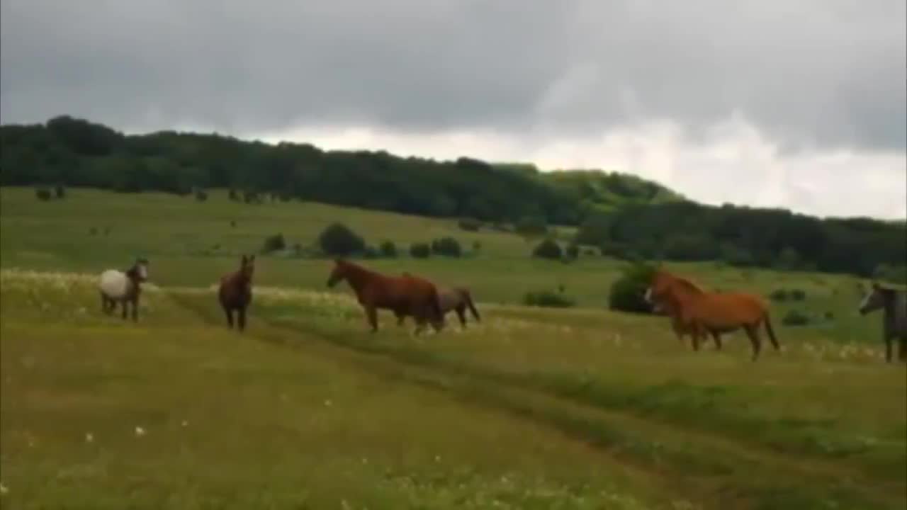 Владимир Высоцкий - Кони привередливые