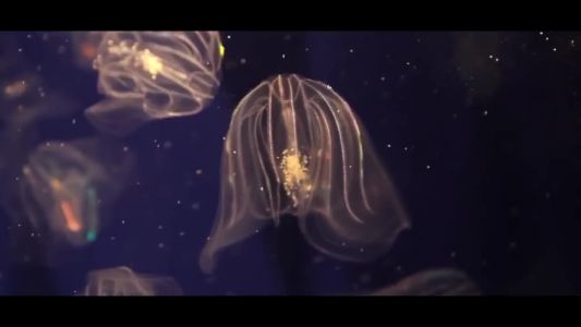 MATRANG - Медуза
